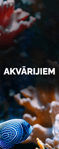 Akvārijiem
