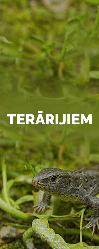Terārijiem