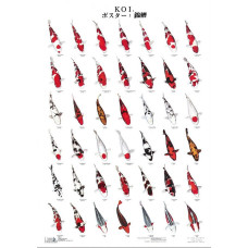 KOI POSTER 1