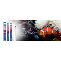 Arcadia Marine Blue 420 Actinic 24W T5