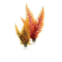 Oase biOrb Aquatic Autumn Fern Set 2