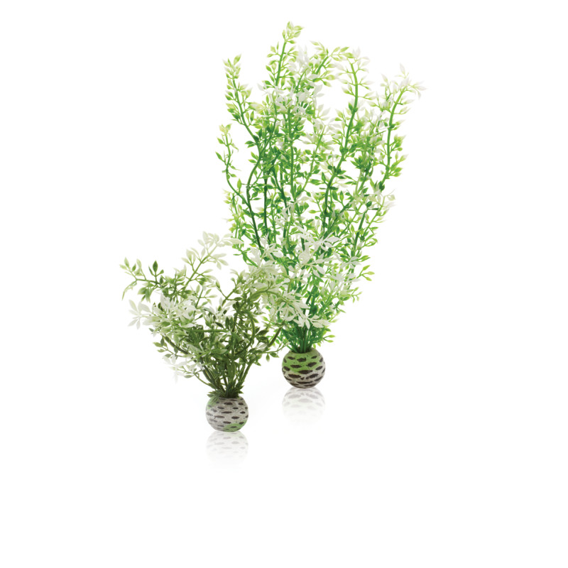 Oase biOrb Aquatic Winter Flower Set 2