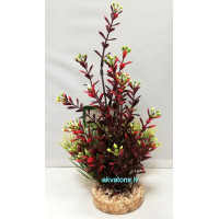 SYDECO FLOWERING RED