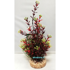 SYDECO FLOWERING RED