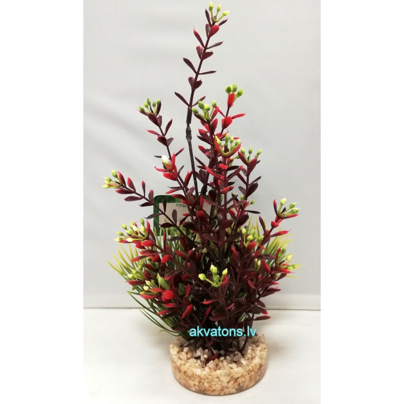 SYDECO FLOWERING PLANT RED